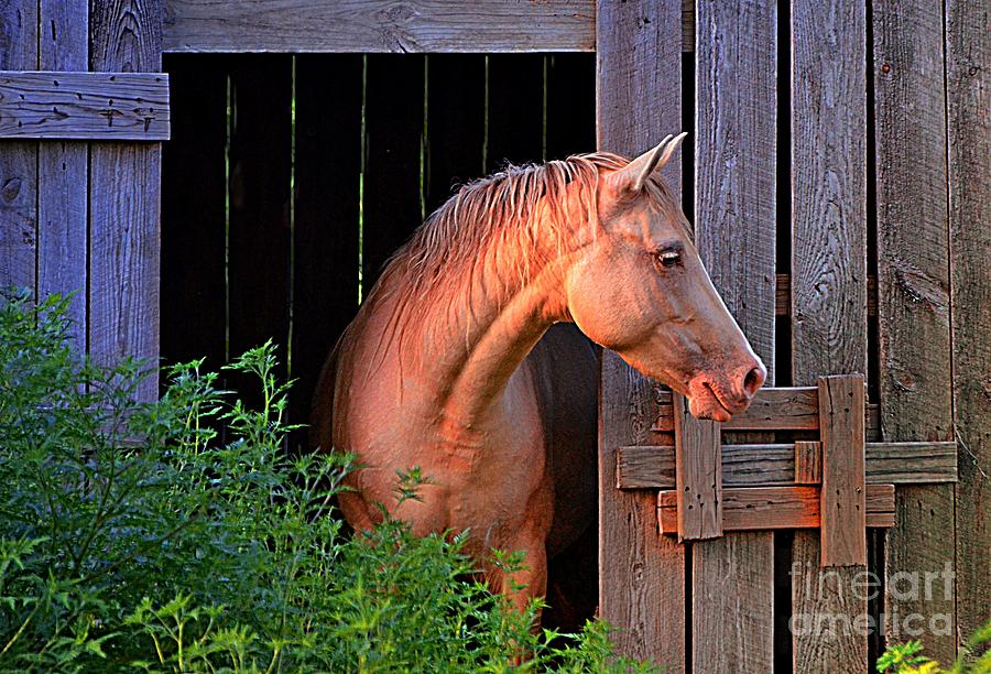 Nature Photograph - Horse Barn by Debbie Portwood