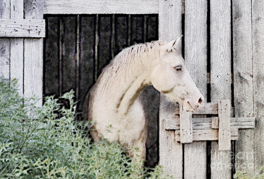 Horse Barn - Digital Paint 1 Photograph by Debbie Portwood