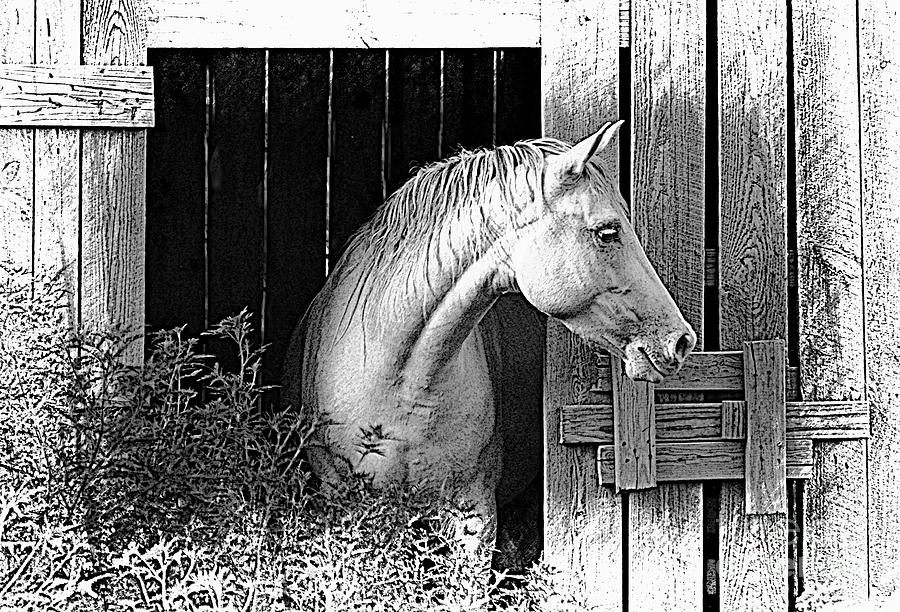 Horse Barn - Digital Sketch effect Photograph by Debbie Portwood