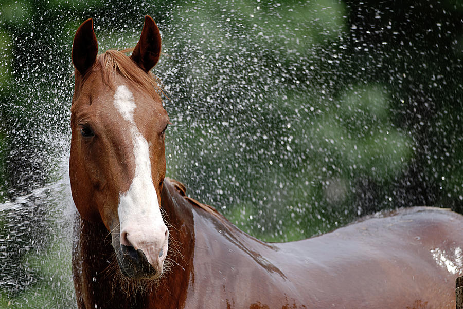 Horse Bath I Photograph by Julie Niemela