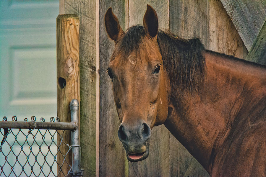 Horse - Benson Photograph