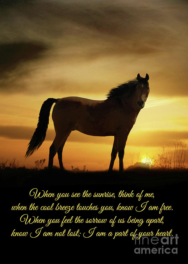 Horse Bereavement Sympathy Spiritual Poem Photograph by Stephanie Laird