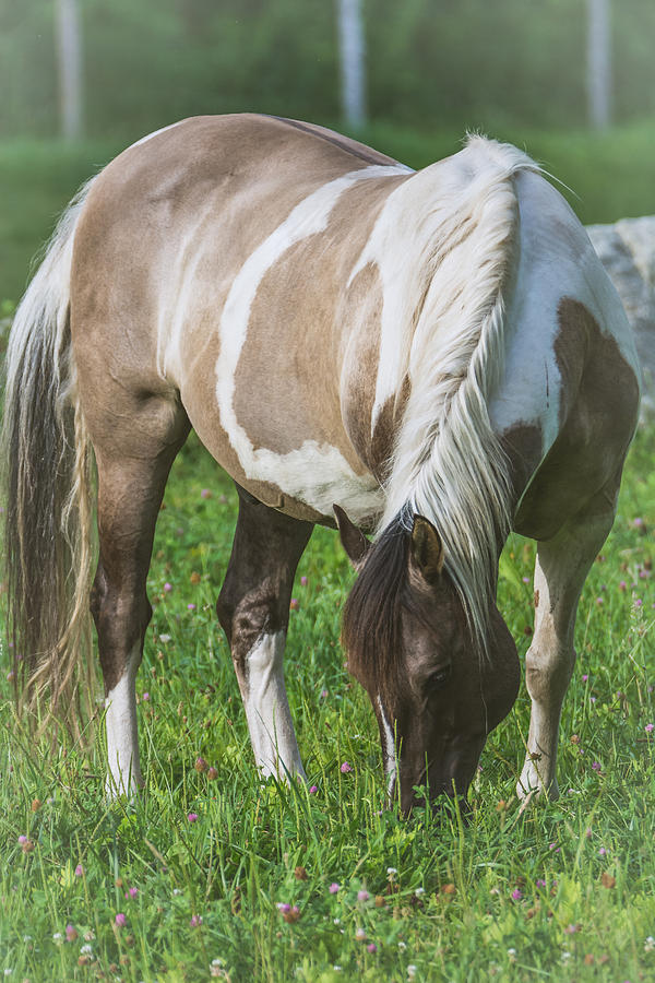 Horse - Bonnie Photograph