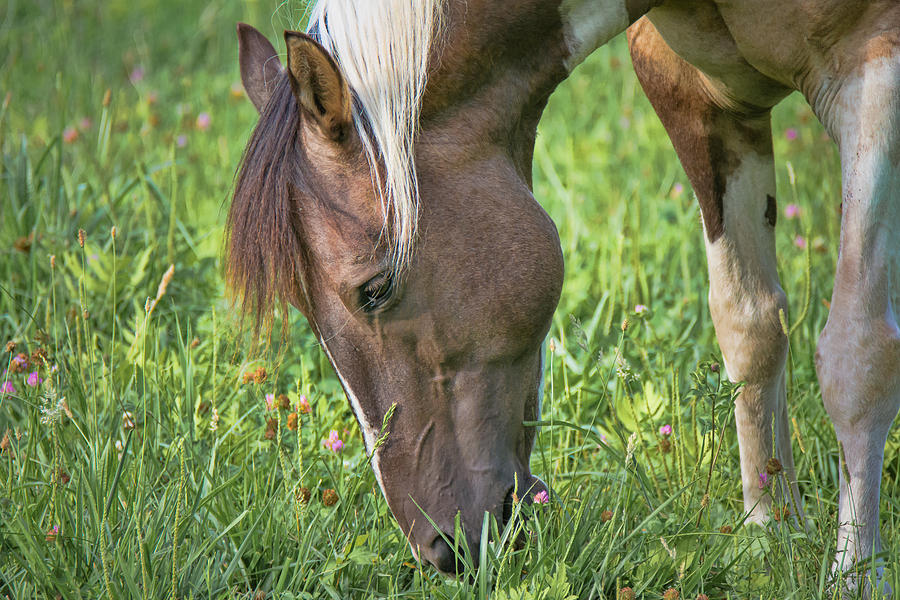 Horse - Bonnie - Close Up Photograph