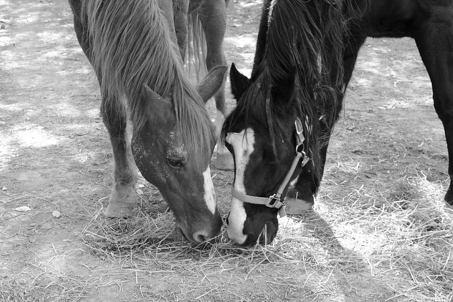 Horse Buddies Photograph by Angela Murdock