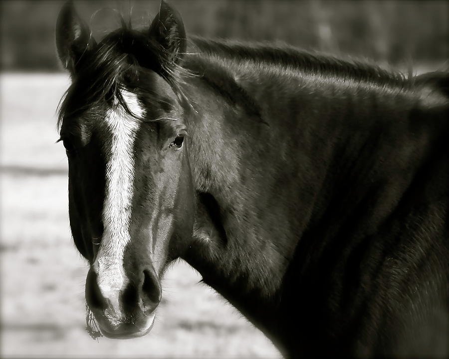 Horse Called Music Photograph by Susan Ferguson | Fine Art America