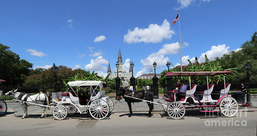 Horse Carriages Photograph by Steven Spak