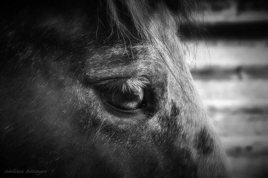 Horse Closeup Portrait Black and White Photography Photograph by Melissa Bittinger