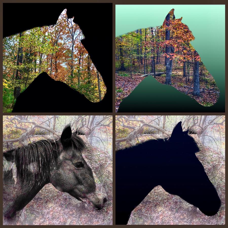 Horse Collage Photograph by Doris Aguirre