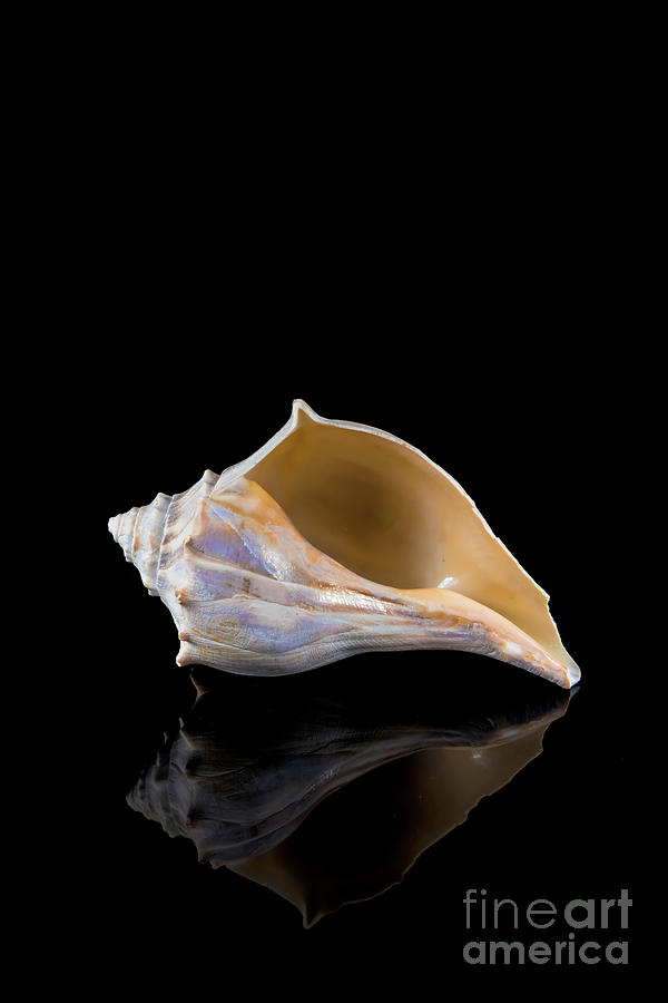 Horse Conch Photograph by Anthony Sacco