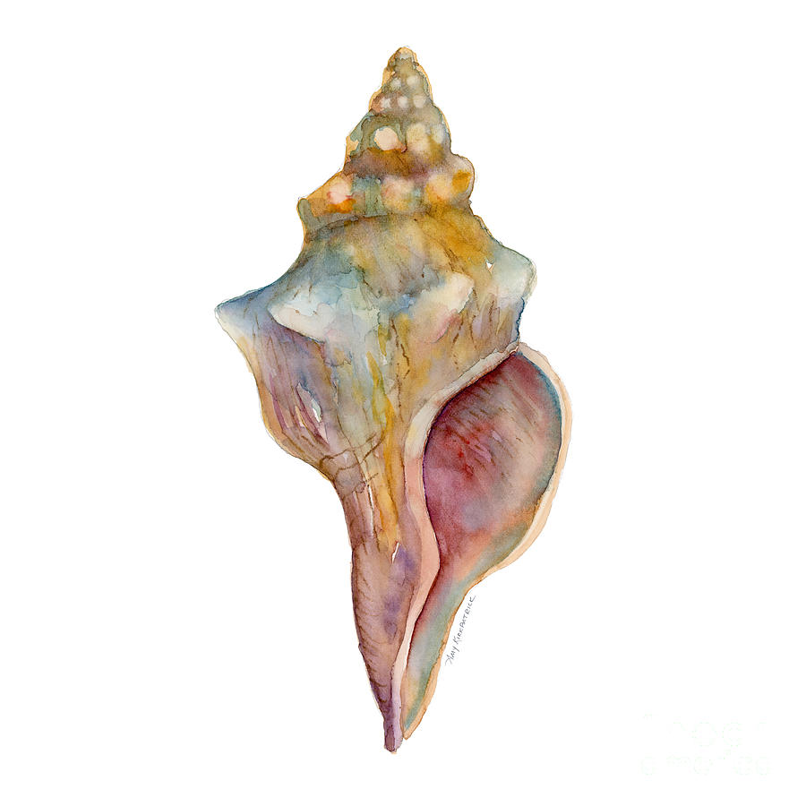Shells Painting - Horse Conch Shell by Amy Kirkpatrick
