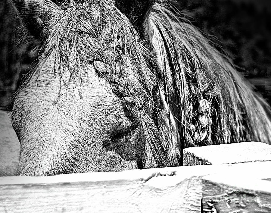 Horse Contentment Photograph by Smilin Eyes Treasures