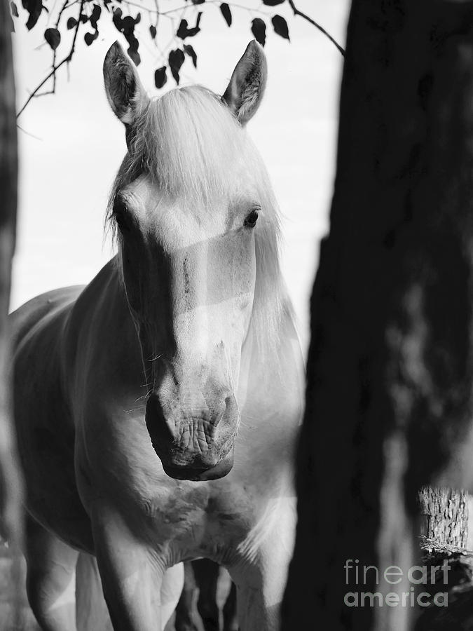 Horse Corner Photograph by Rachel Morrison