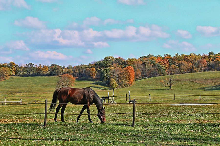 Horse Country Photograph by Allen Beatty