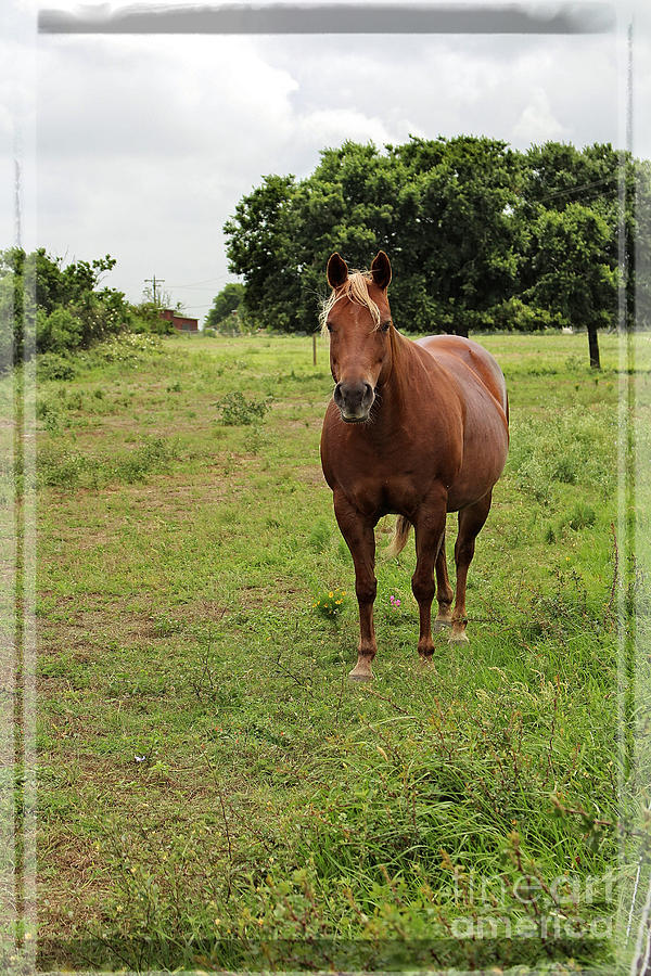 Horse Country Photograph by Ella Kaye Dickey