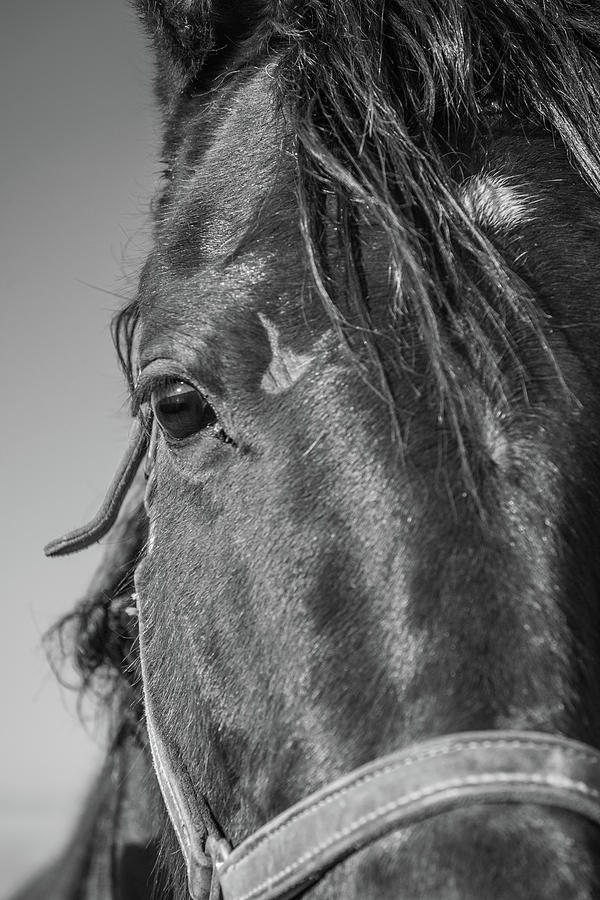 Horse Drama Photograph by Kristopher Schoenleber