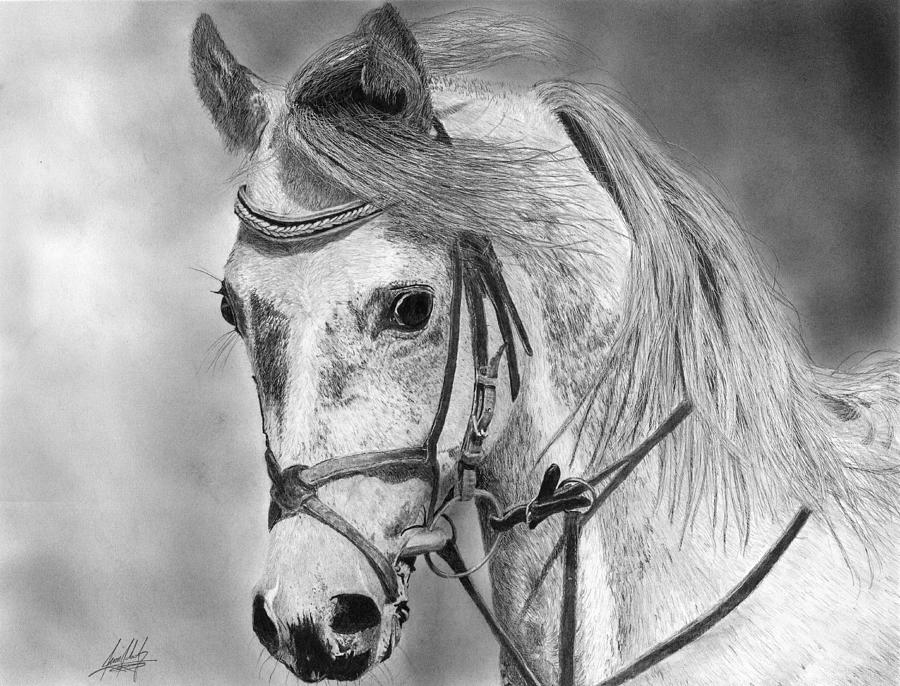 Arabian Majestic Horse Drawing by James Schultz