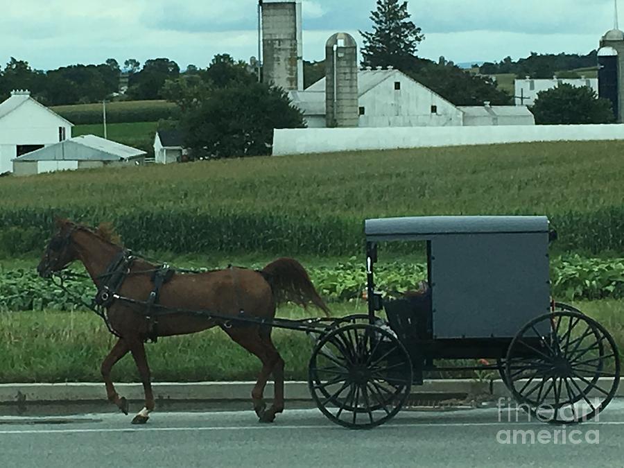Horse Drawn Buggy Photograph by Christine Clark