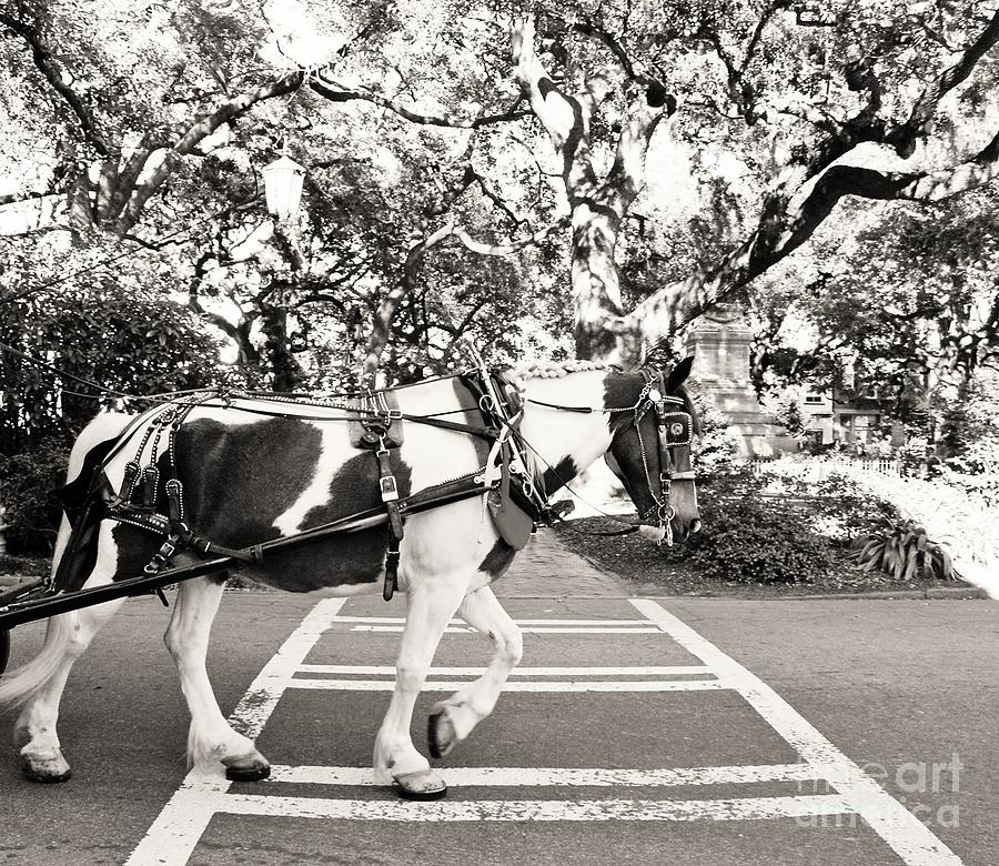 Horse Drawn Carriage Photograph