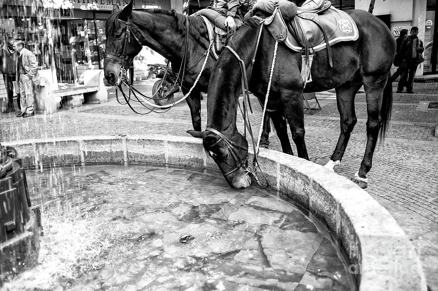 Horse Drink in Santiago Chile Photograph by John Rizzuto