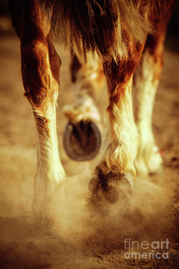 Horse Dust and Hooves Photograph by Dimitar Hristov