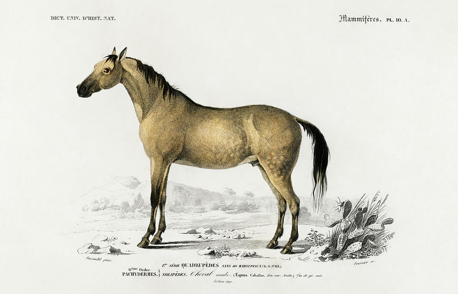 Horse - Equus ferus caballus illustrated by Charles Dessalines Painting by Vincent Monozlay