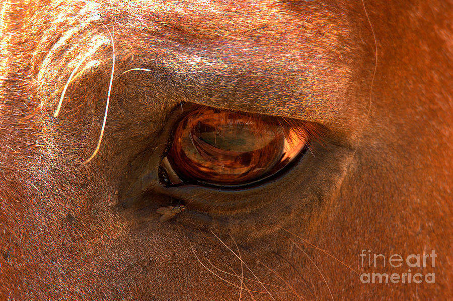Horse Eye Photograph by Adam Jewell