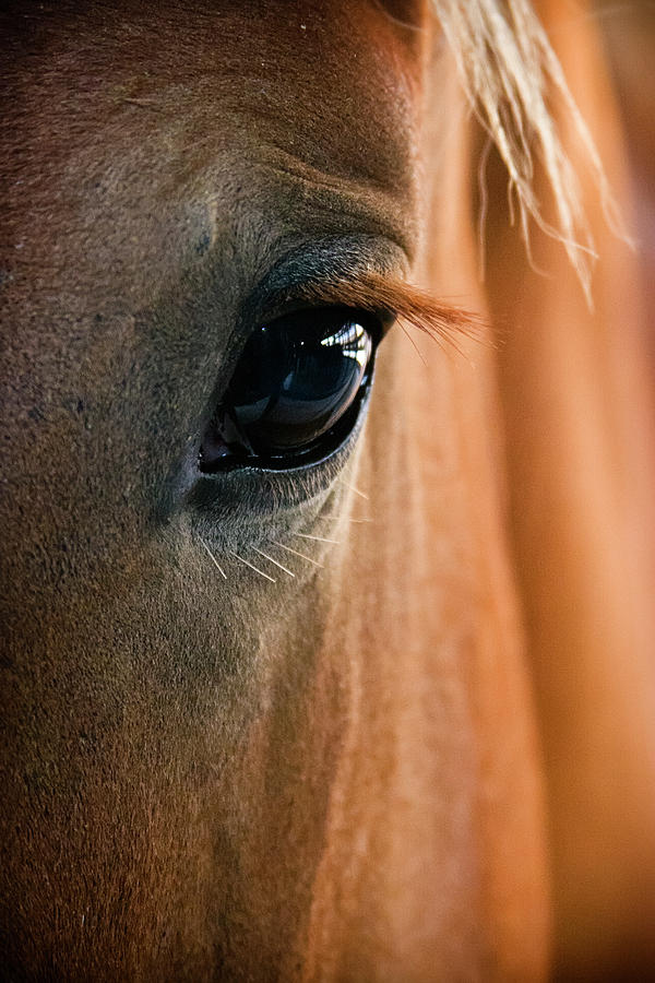 Horse Eye Photograph by Adam Romanowicz