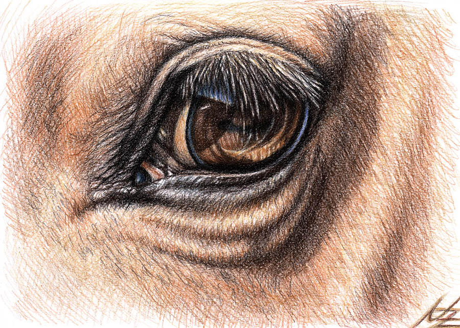 Horse Eye Drawing by Nicole Zeug