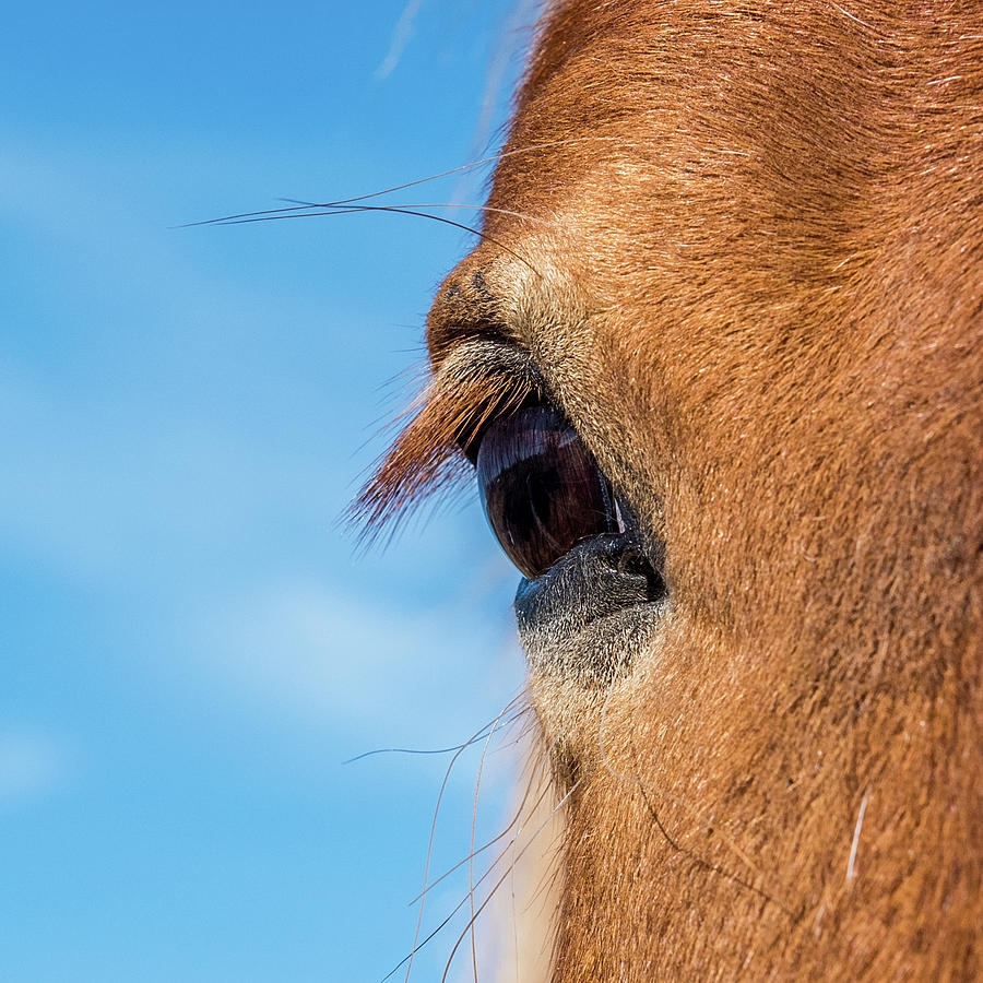 Horse Eye Photograph by Paul Freidlund