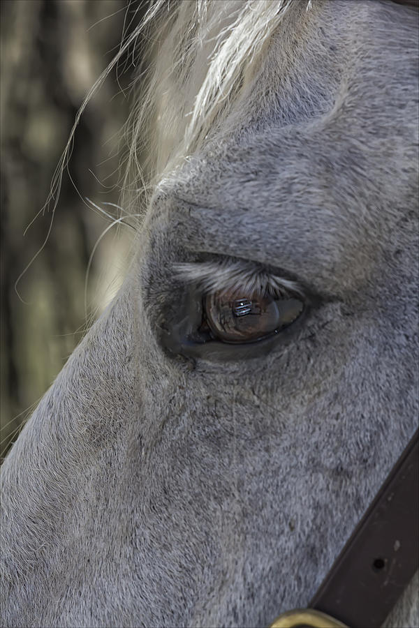Horse Eye Photograph by Robert Ullmann