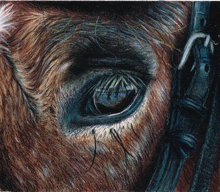 Horse Eye Drawing by Rosie Baker Fine Art America