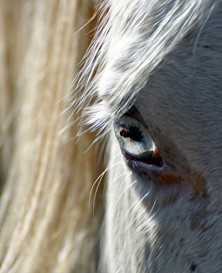 Horse Eye Photograph by Savannah Gibbs