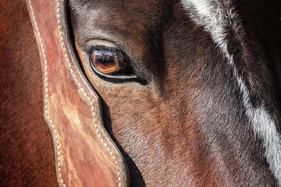 Abstract Photograph - Horse Eye by Todd Klassy