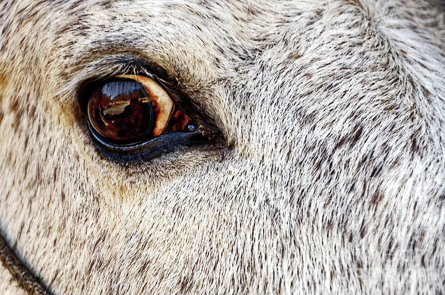 Horse Eyed Photograph by Paul Mashburn