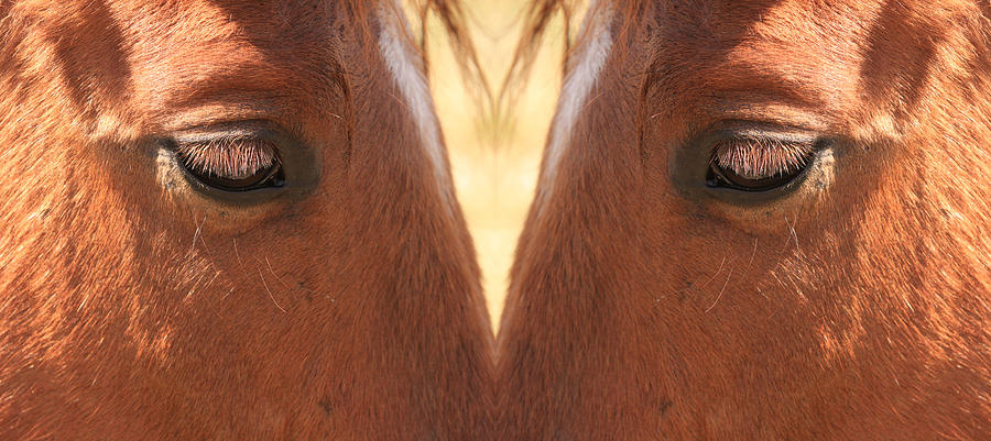 Horse Eyes Love Photograph by James BO Insogna