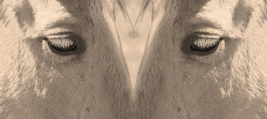 Horse Eyes Love Sepia Photograph by James BO Insogna