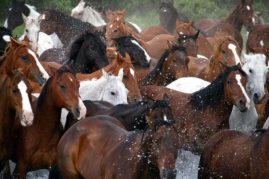 Animal Photograph - Horse Eyes by MH Ramona Swift
