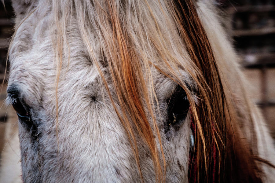 Horse Eyes Photograph By Okan Yilmaz