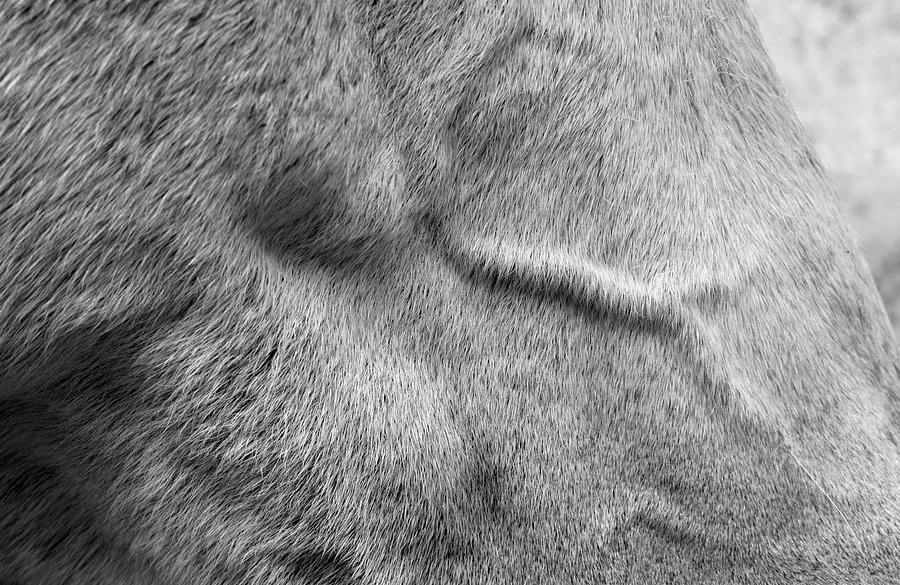 Horse Facial Muscle Study Photograph by Larah McElroy