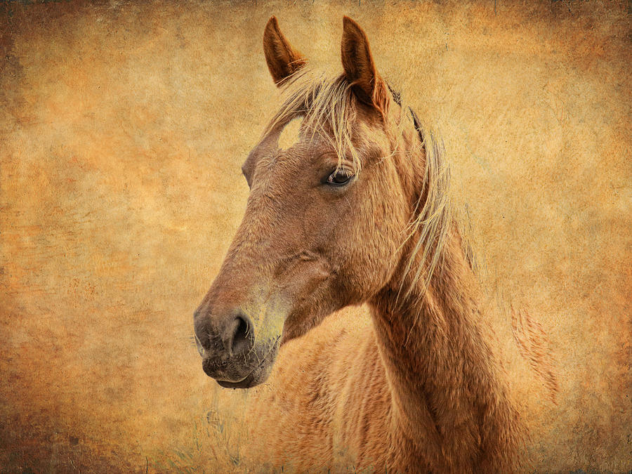 Horse Fade Photograph by Steve McKinzie