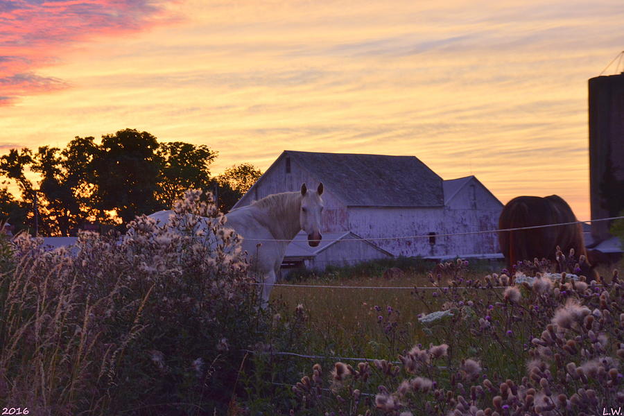 Horse Farm At Sunset Photograph by Lisa Wooten