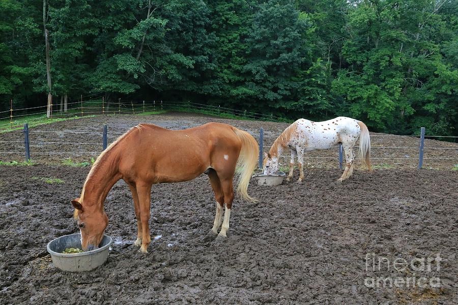 Horse Farm Photograph by Douglas Sacha - Fine Art America