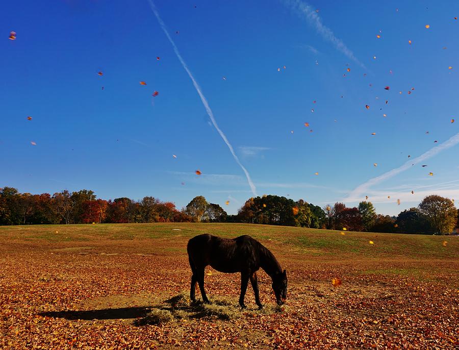 Horse Farm in the Fall Photograph by Ed Sweeney