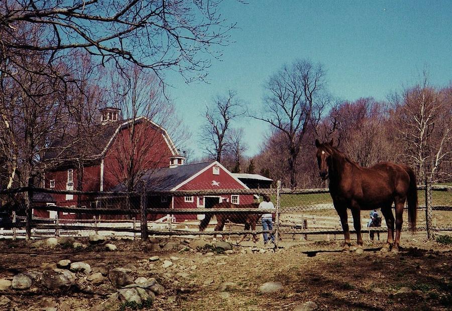 Horse farm Photograph by John Scates