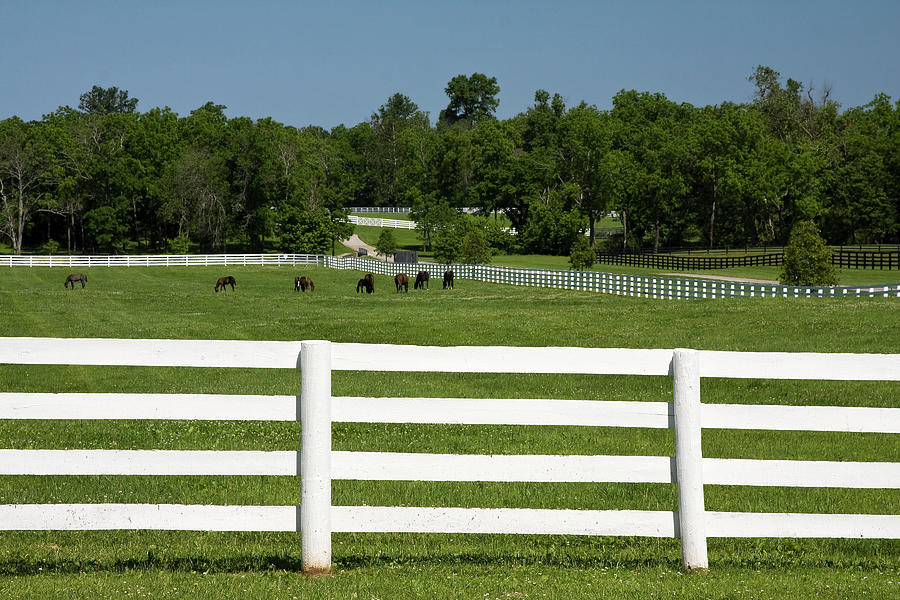 Horse Farm Scene Photograph by Sally Weigand
