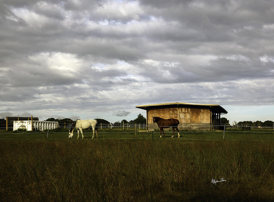 Horse Farmland - Bridgehampton, NY Photograph by Madeline Ellis