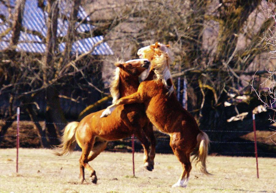 Horse Fight  Photograph by Jeff Swan
