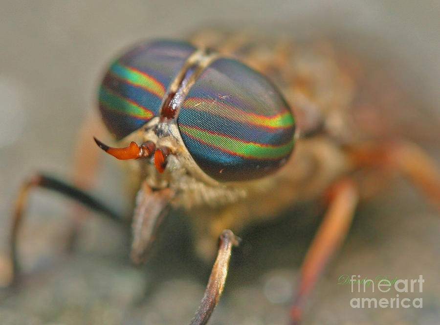Nature Photograph - Horse Fly by Dorothy  Pugh