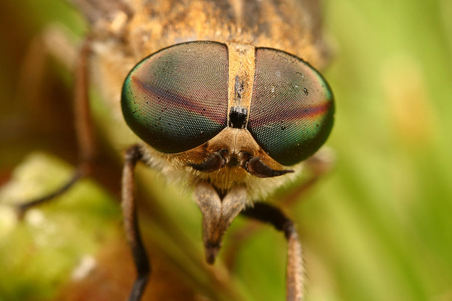 Horse Fly Photograph by Scott Thompson - Fine Art America